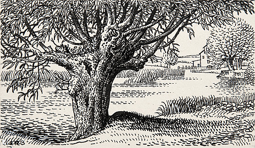 Nature In MiniatureThe Rich Animal and Plant Communities to Be Found In the Trunk and Crown of a Pollarded Willow Near Flatford, Suffolk