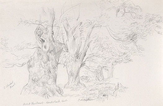 Sweet Chestnut, Knole Park, Kent