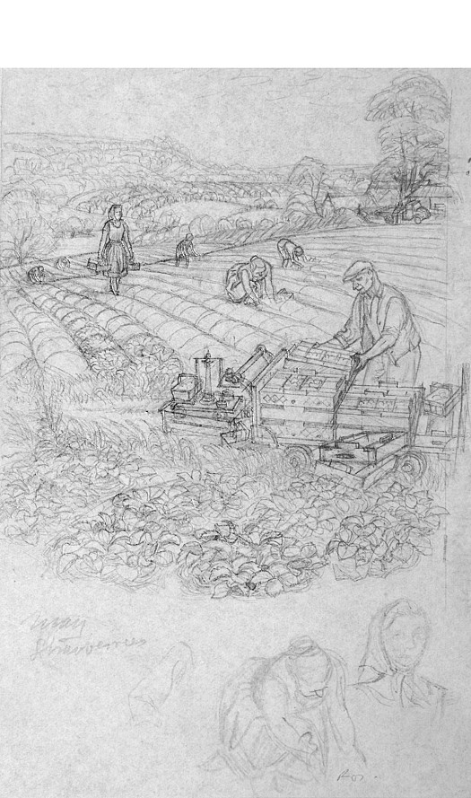 May'Ripe Strawberries, Ripe' and It's only May. but There Are Other Delights - Young Runner Beans, Juicy Frech Beans, Blackcurrants. Those Light, Sturdy Boxes Protect Them All Well On Their Way to Market