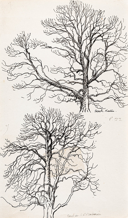 Beech. Keston