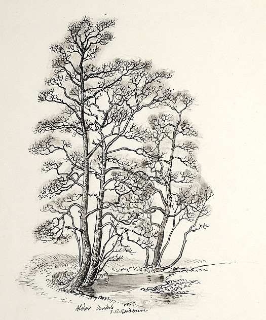 Alder, Dovedale
