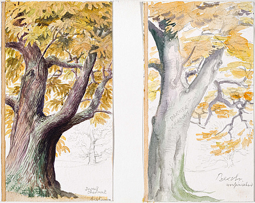 Sweet Chestnut and Beech