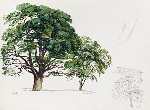 Oak and Hornbeam