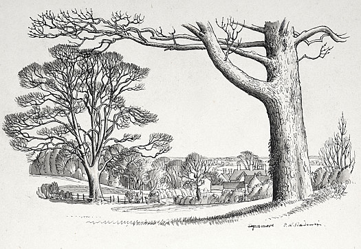 Sycamore