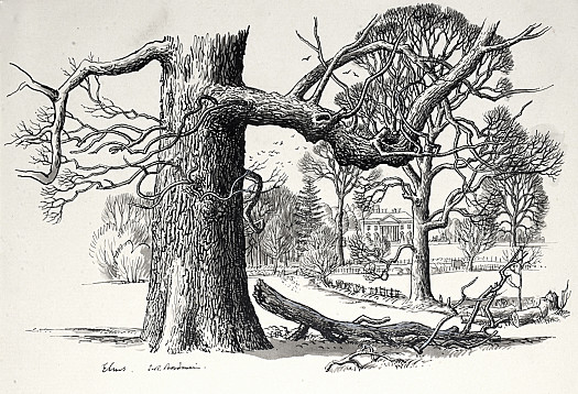 Elms