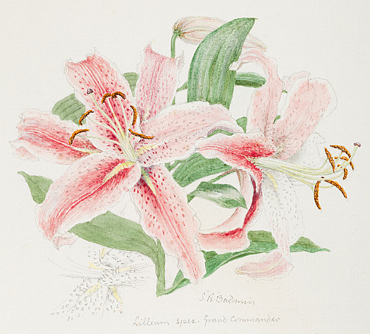 Lillium spec Grand Commander