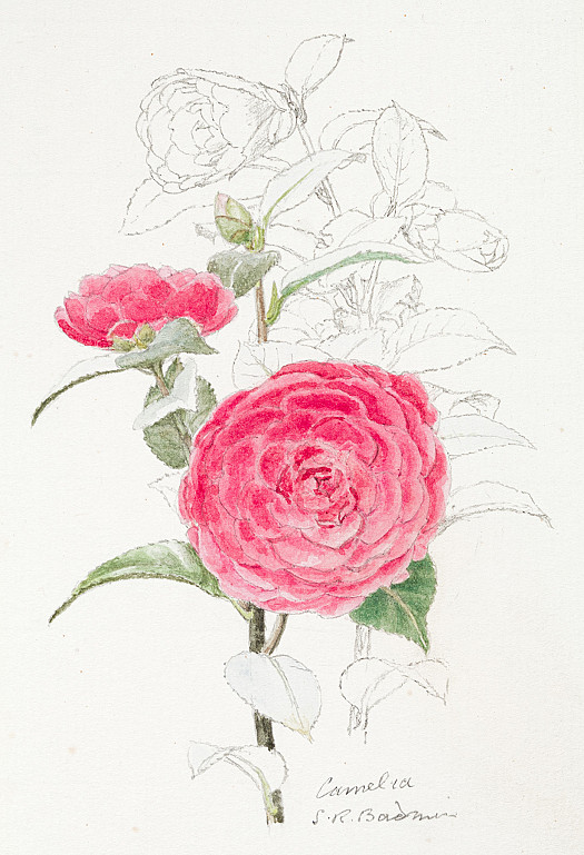 Camelia