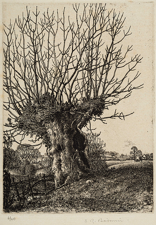 The Old Ash