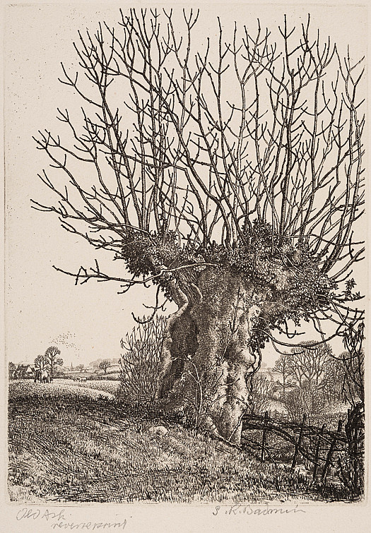 The Old Ash