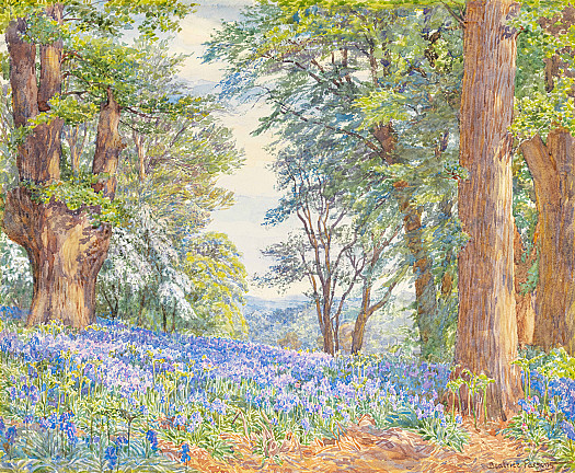 Bluebells, Scadbury Park