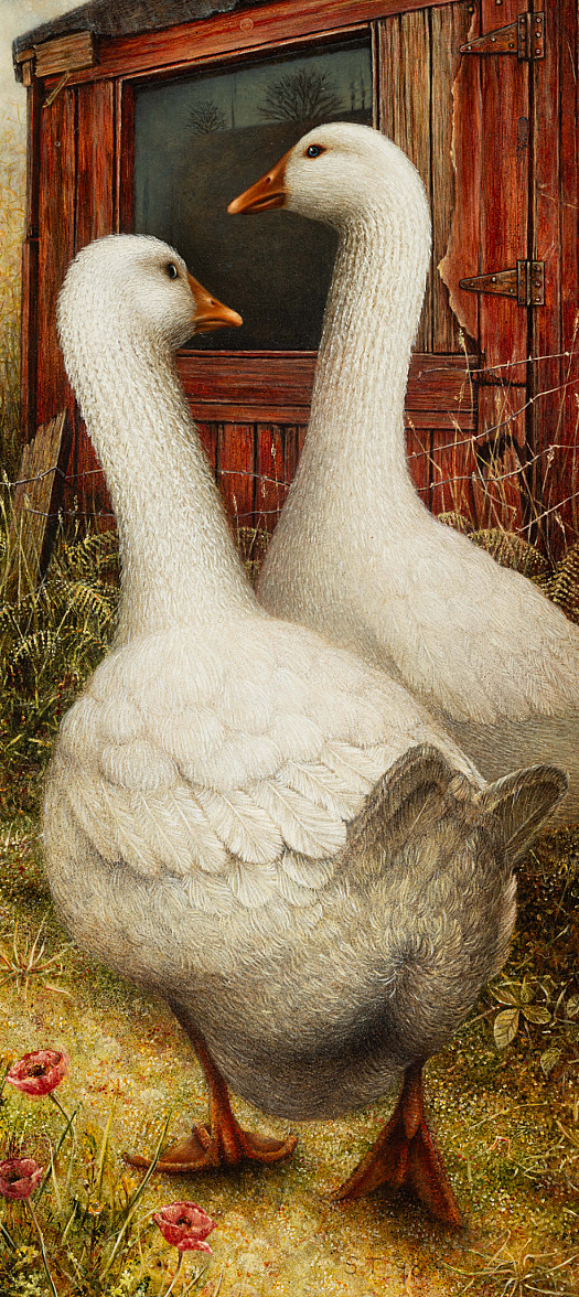 Farmyard geese