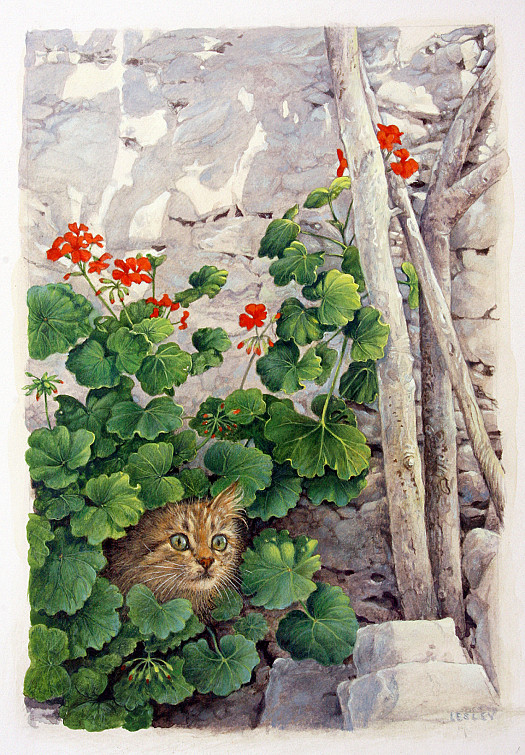 Katia, Greek Tabby In Geraniums