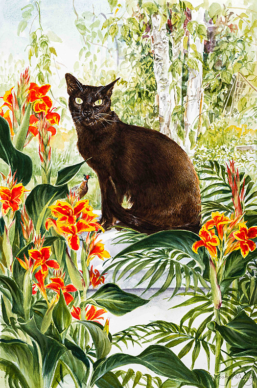 Cats and Cannas