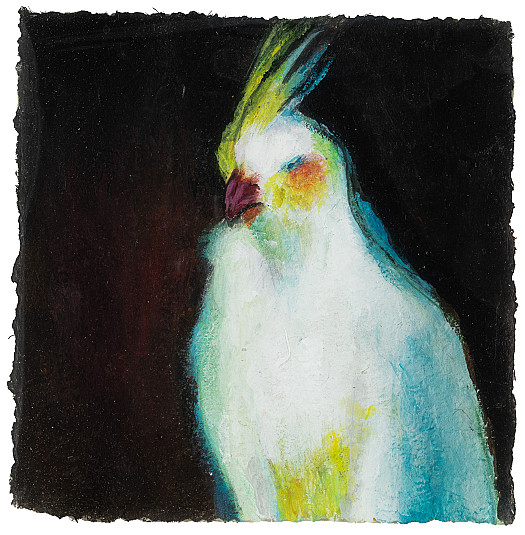 Cockatoo
