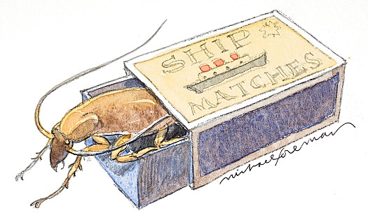 Harry, the cockroach that I'd kept as a pet in a matchbox