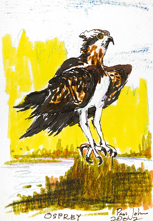 Osprey