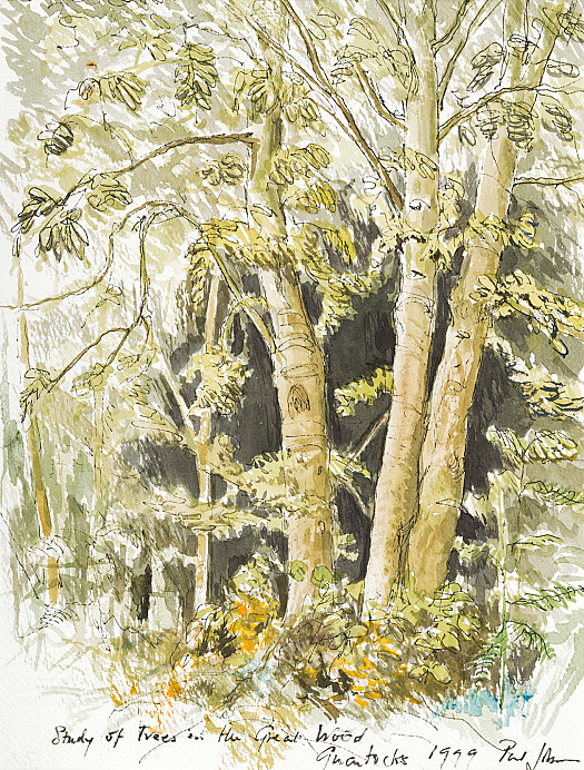 Study of Trees in the Great Wood, Quantocks
