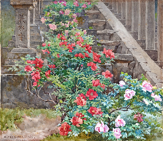 Tree Peonies At Hase Dera &ndash; Steps to Kwannon Temple, Japan