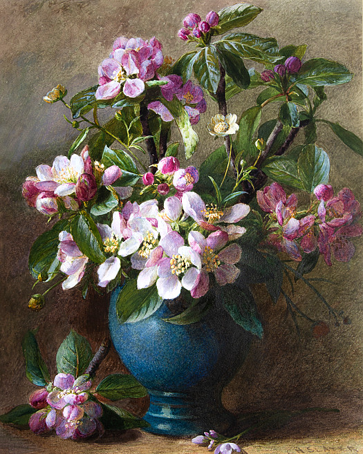 Apple Blossom
