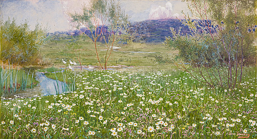 The Daisy Meadow
