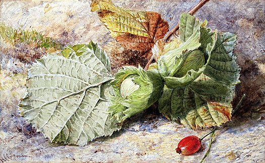 Hazlenuts and a Rose Hip