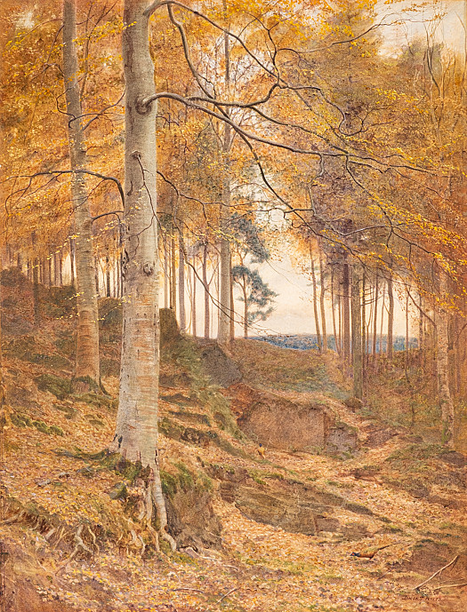 A Sussex Wood