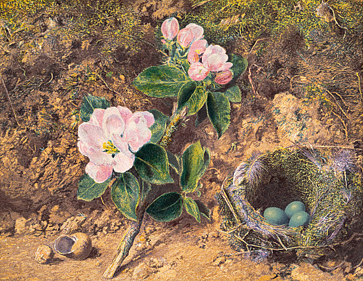 Birds Nest with Blossom and Shell