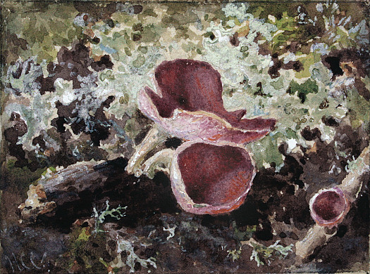 Fungi