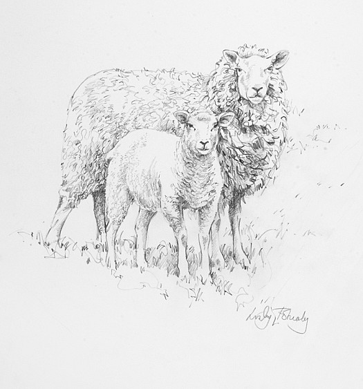 Sheep &amp; Lamb