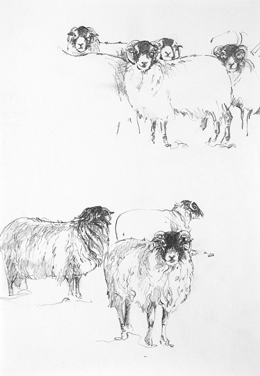 Swaledale Sheep