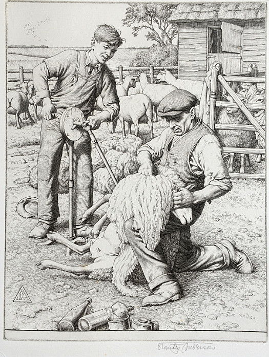 Sheep-Shearing