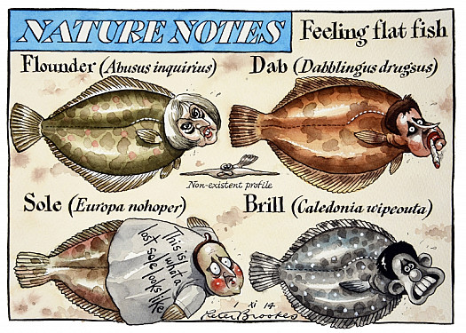 Nature Notes - Feeling Flat Fish