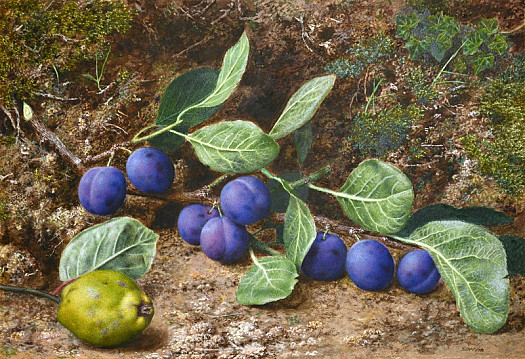 Still Life with Plums and a Quince