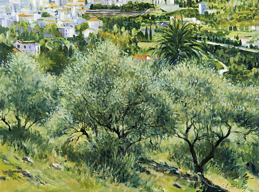 Olive Trees from Finca El Cerrillo, Spain