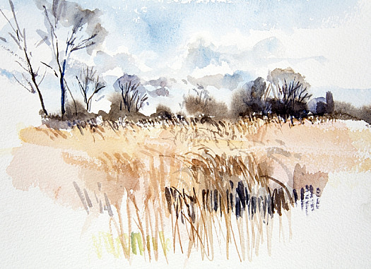 Expanses of Reeds